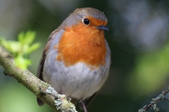 Robin on a branch