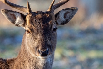 Roe deer 