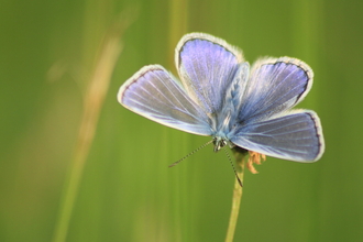 A common blue butterfly perched on a grass head, with its blue wings spread open