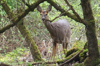 Roe deer 