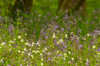 Stitchwort and bluebells in Hampton Wood 