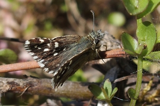 Grizzled Skipper 