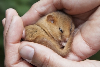 A dormouse nestled in a persons hands