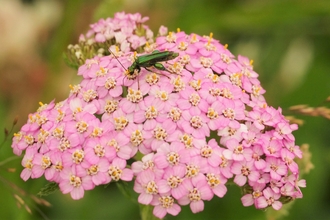 Thick-legged flower beetle on yarrow, Hampton Woods, meadow