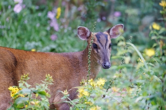 Muntjac deer 