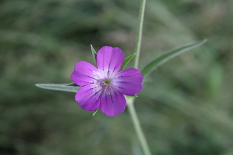 Wildflower