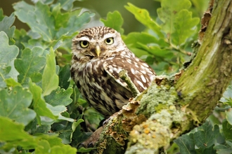 Little owl 