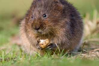 Water vole 