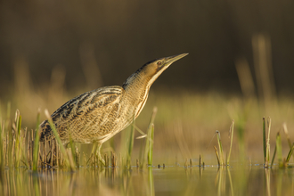 A bittern at sunset