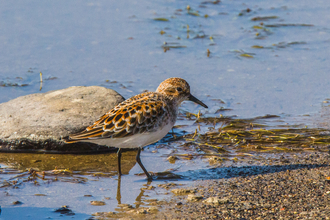 A little sting wading along the edge of a muddy shore