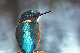 Kingfisher