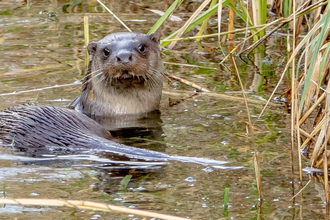 Otter at Brandon Marsh 