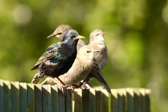 A group of starlings sitting on a fence