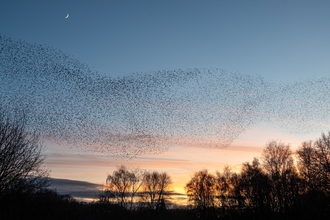 Brandon Marsh murmuration at sunset