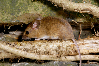 Wood mouse