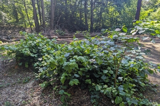 Regrowth at Piles Coppice