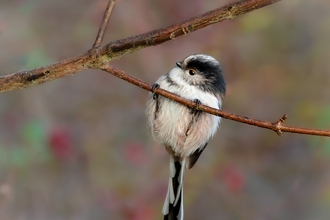 Long-tailed tit