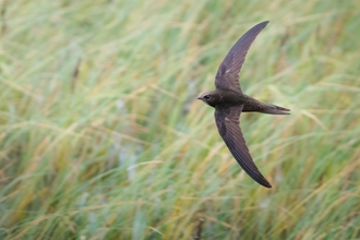 Swift flying over reedbeds