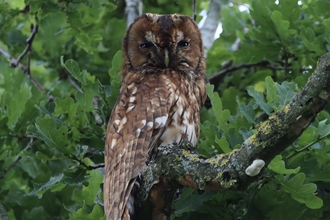 Owl in oak tree