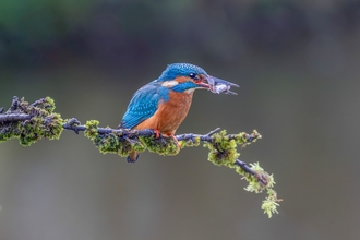 Kingfisher