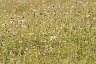 A wildflower meadow