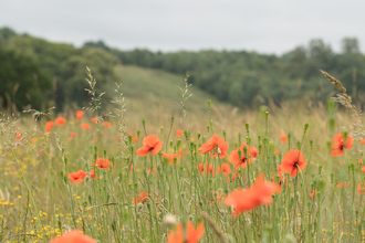 Common poppies in a field