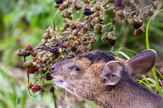 Muntjac with berries