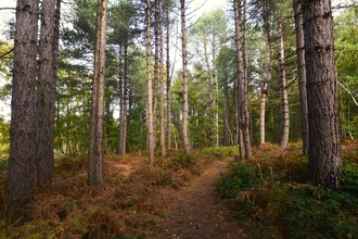 Trees in autumn