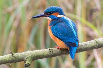 Kingfisher