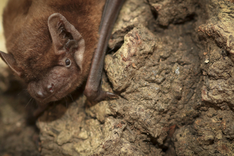 Bat on tree