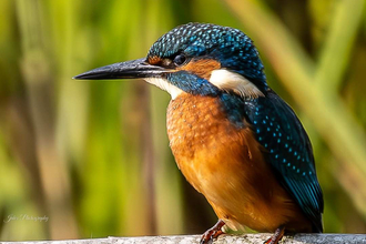 Kingfisher