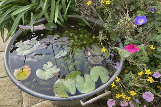 Photo of homemade pond