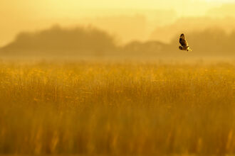 A short-eared owl flying over a grassland in orange dusk light