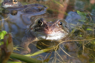 Photo of two common frogs in water