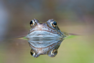 A common frog emerging from a garden pond with it's face reflected in the water