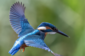 A kingfisher flying with it's wings spread