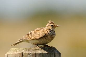 Skylark