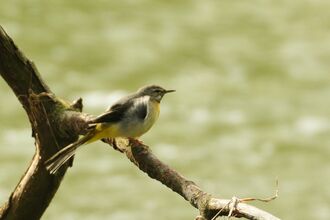 Grey wagtail