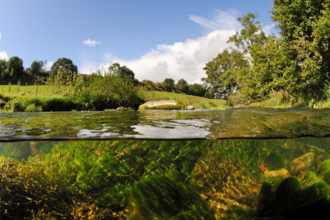Split level view of the River Leith, with aquatic plants: Water-crowfoot