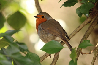 Robin