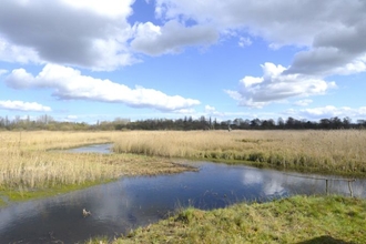 A view of the reeds and wetland from Ted Jury Hide at Brandon Marsh