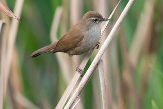 Cetti's warbler