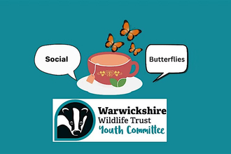 Youth committee social butterflies. Butterflies flying near a teacup