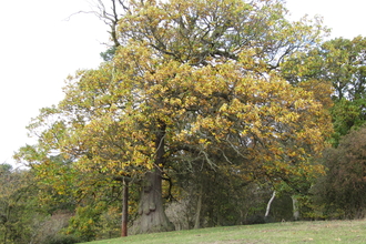 Welcombe Hills Trees