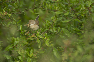 Hedgerow with bird