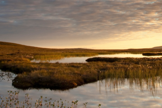 Bog peatland at dawn