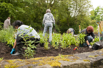 A community garden project