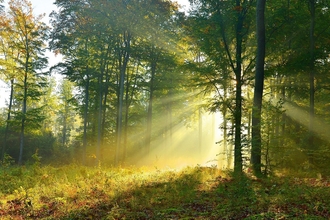 Dappled sunlight through wood