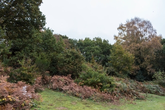 Kenilworth Common