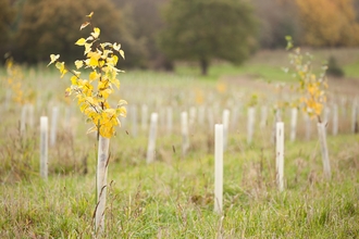 Tree saplings growing in a field